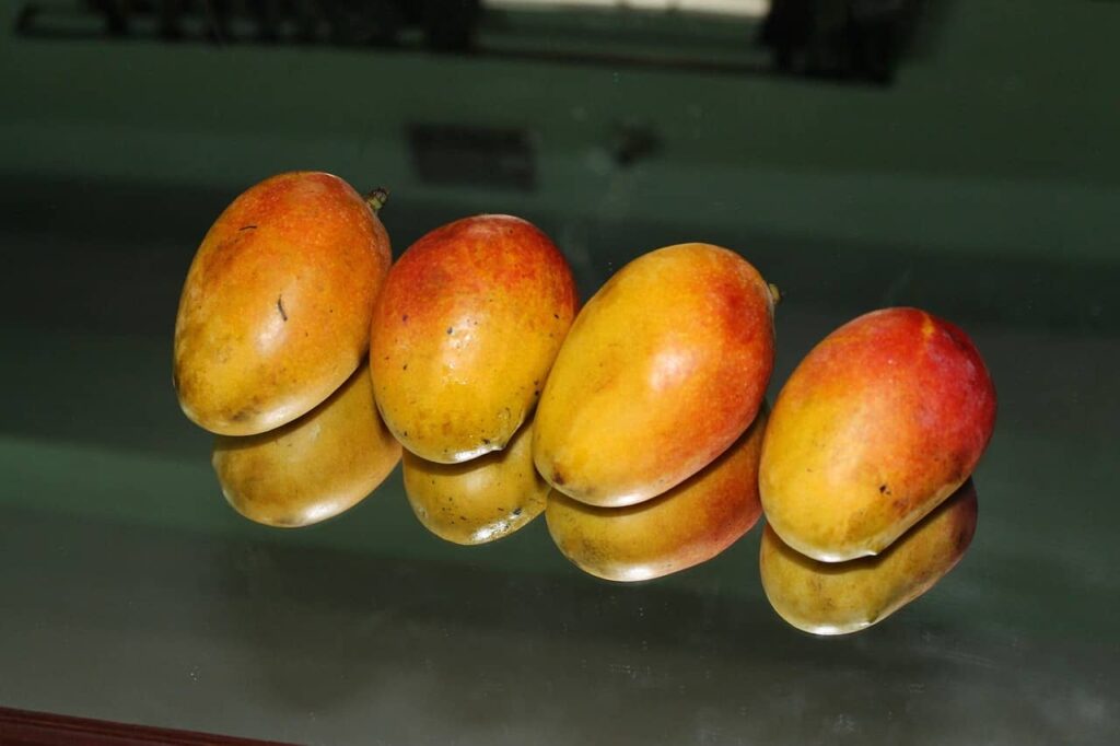 fours mangoes