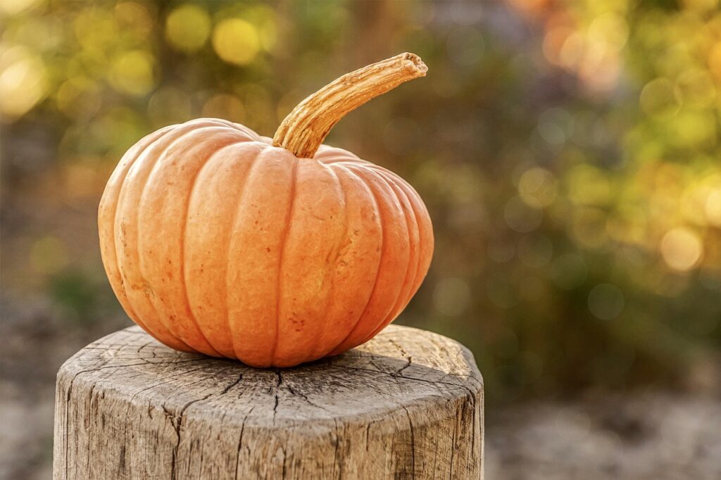 pumpkin on top of a log
