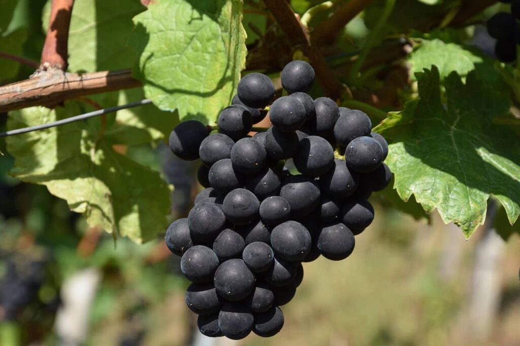 Red grapes antioxidant-rich foods that support youthful skin