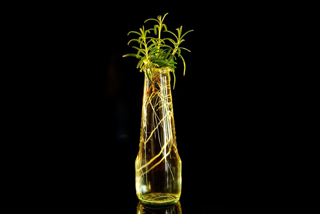 small bottle of rosemary oil