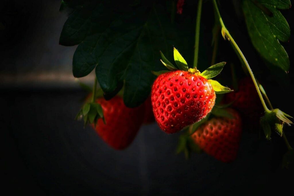 Strawberries antioxidant-rich fruit for naturally youthful skin