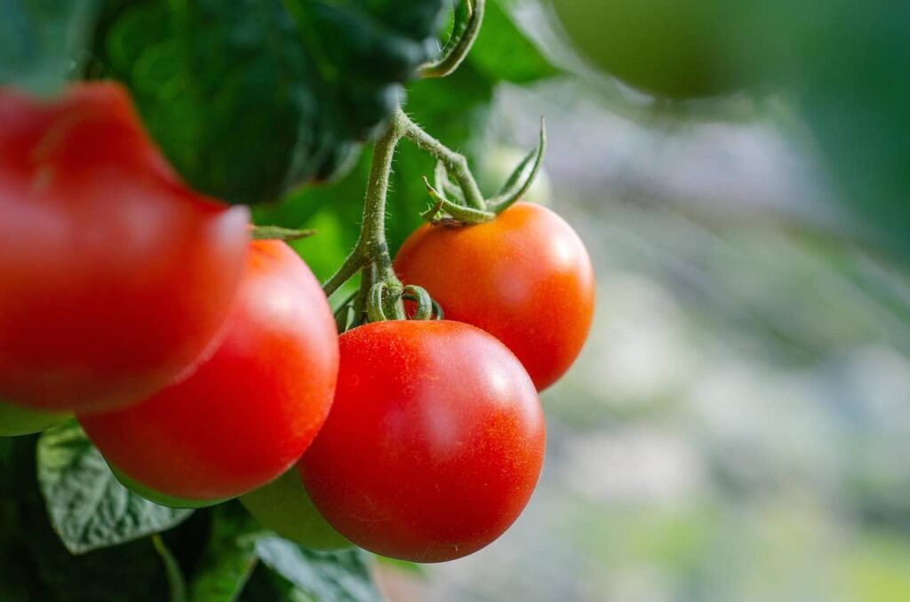 Tomatoes high in antioxidants that protect youthful skin