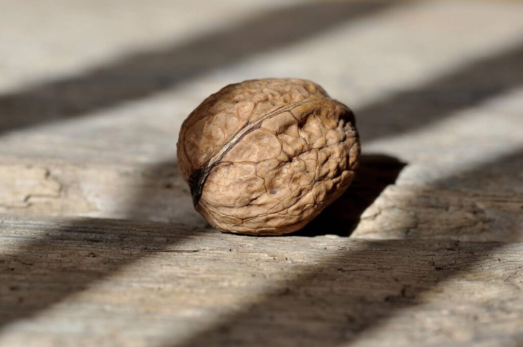 keep skin young by eating walnuts