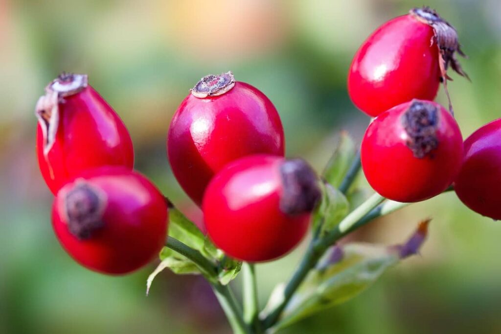 Rosehip oil rejuvenates dull nails with natural oils for nail growth
